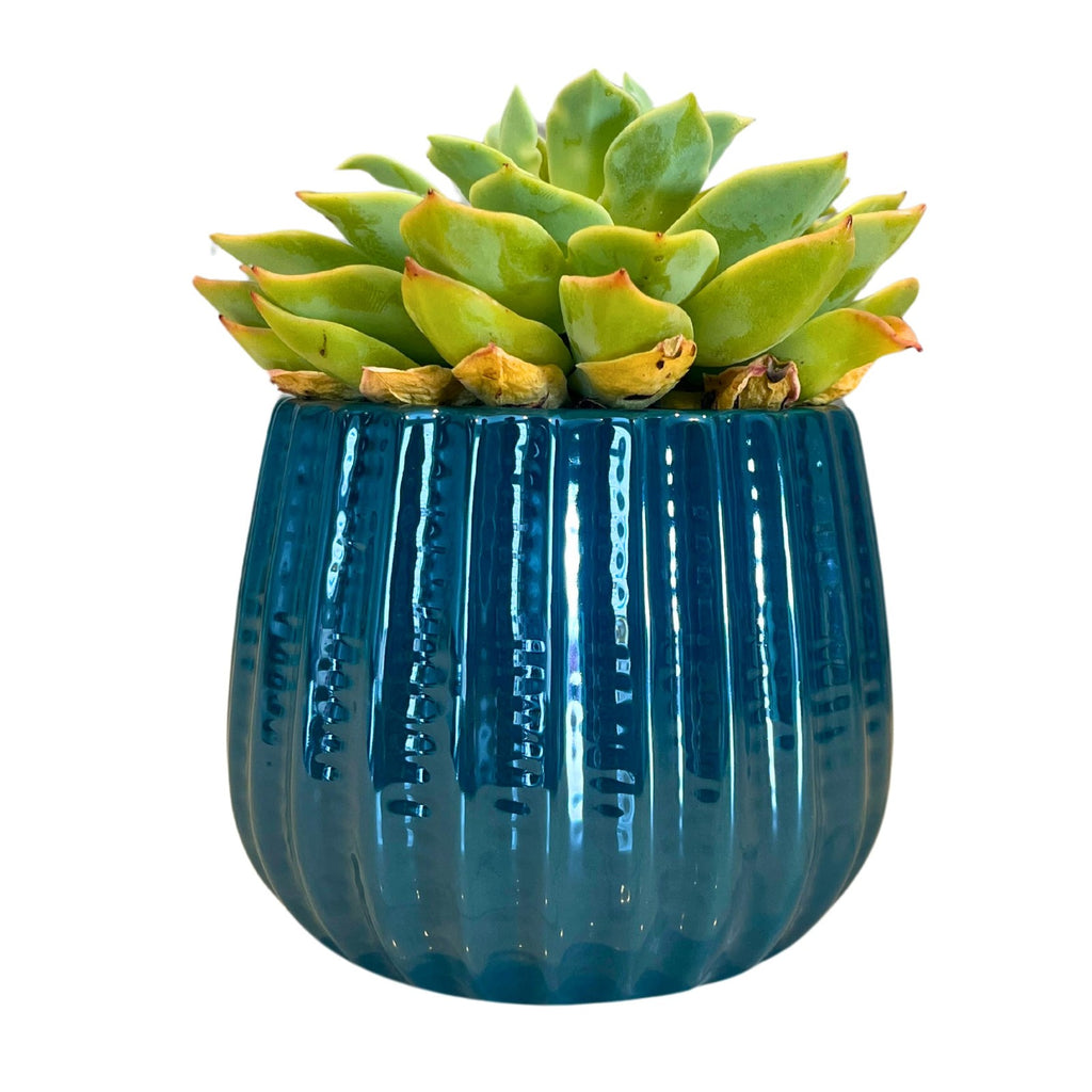 Lightweight 4" Ceramic Planter Pot - Turquoise, Indoor/Outdoor Use